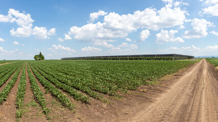 Fototapeta na wymiar Panorama of soybean field and apple orchard with anti-hail net in June, Serbia