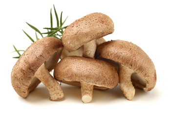 Shiitake mushroom on the White background 