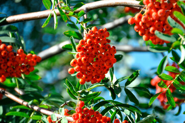 red berries on a branch - obrazy, fototapety, plakaty