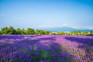 北海道富良野町　ファーム富田・ラベンダー畑
