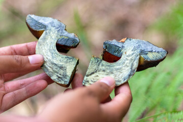 Woman holding halved wild mushroom