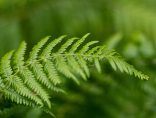 Wild ferns in Scotland