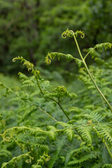 Wild ferns in Scotland