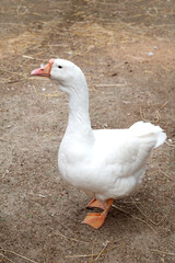 white goose walking close up