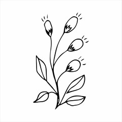 hand drawn doodle plant element for floral design concept