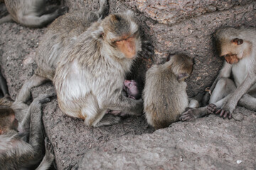 Monkeys family sitting avoid the sun under at Phra Prang Sam Yot, Lop Buri Province, Thailand Is a tourist destination that has a lot of monkeys living.