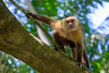 white tailed macaque