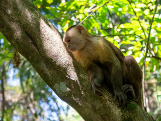 white tailed macaque sitting