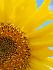 Sunflower flower against the blue sky and clouds. Plant summer vertical illustration. Flowers and flowering