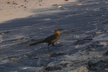 bird on the beach
