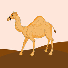 Cute camel cartoon Vector illustration