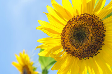 Fototapeta premium ひまわり