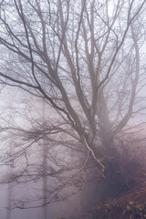 Fototapeta na wymiar Morning fog in the forest
