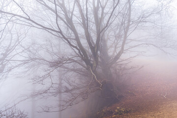 Trees in fog