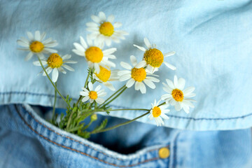 Beautiful chamomile flowers in pocket of jeans