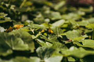 Nature background from green leaves Summer grass wallpaper