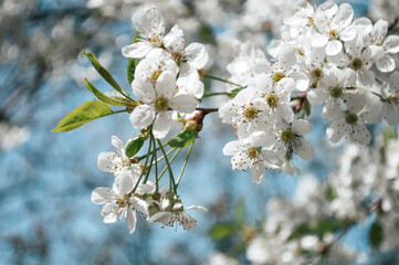 White flowers on a branch of tree Macro photo of spring