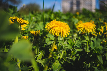 Yellow dandelion in the wild field closeup  Sunny flowers