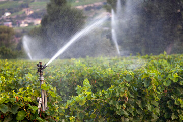 water sprinkler spraying water in the vineyard - obrazy, fototapety, plakaty
