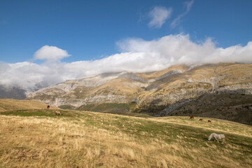 Fototapeta na wymiar Herd of horses on the slopes of Punta de la Cuta, western valleys, Pyrenean mountain range, province of Huesca, Aragon, Spain, europe