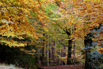 forest of Gabardito, Hecho valley, western valleys, Pyrenean mountain range, province of Huesca, Aragon, Spain, europe