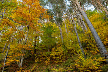 forest of Gabardito, Hecho valley, western valleys, Pyrenean mountain range, province of Huesca, Aragon, Spain, europe