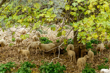 sheep, ,Comellar des Horts, Caimari, Mallorca, balearic islands, spain, europe