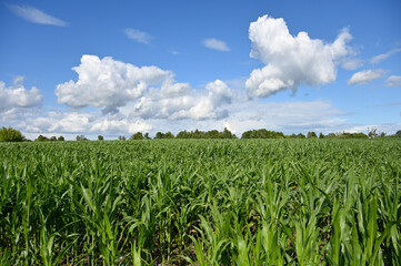 corn crops in an agricultural field 