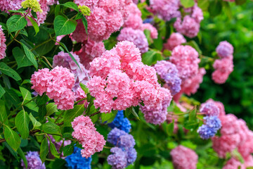 北海道伊達市、有珠善光寺境内で咲き誇るピンク色のアジサイ【7月】