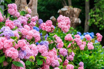 北海道伊達市、有珠善光寺境内で咲き誇るピンク色のアジサイ【7月】