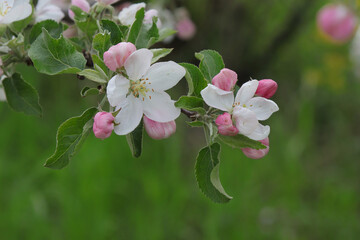Apple blossom buds.