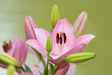 ピンク色の百合の花