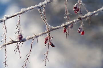 A branch with transparent red berries of barberry, covered with fluffy hoarfrost. Close-up
