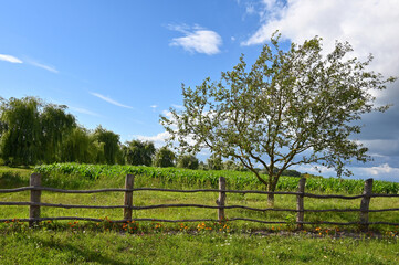 tree in an agricultural field on the outskirts of the village