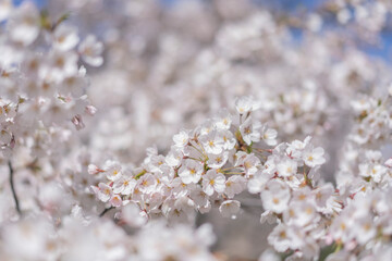 Beautiful cherry white blossom
