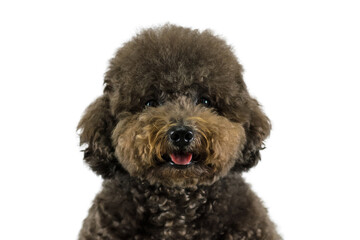 Adorable black Poodle dog smiling with happy face on white color background.