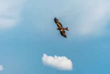 Bird of prey buzzard in the sky.