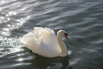 Selbstklebende Fototapeten swan on the lake © Sarah