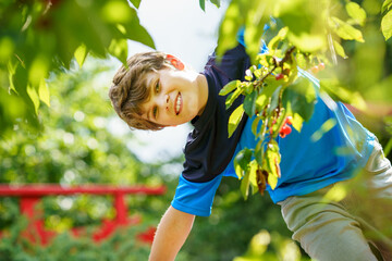Happy positive preteen boy picking cherry berries from tree in domestic garden. children and family...