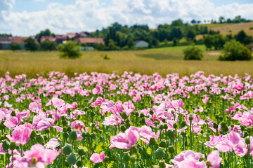 Panorama of a field of rose corn poppy. Beautiful landscape view on summer meadow. Germany.
