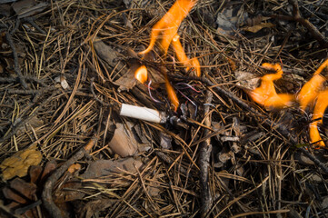 A burning fire from a fallen smoldering cigarette butt. Burning pine needles in the forest. The beginning of a wildfire. Fire due to human fault. Selective focus