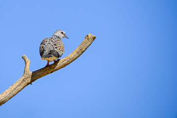 Streptopelia turtur - The European turtle dove is a species of columbiform bird in the Columbidae...
