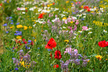 Closeup of different summer flowers. Beautiful blooming field flowers.