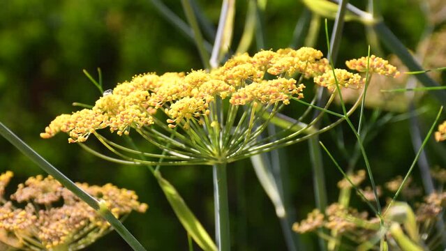 Fennel ,medicinal plant and spice with flowers in a closeup