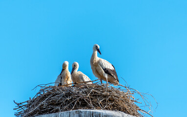 Fototapeta premium Grown-up stork chicks in a nest against a blue sky background.