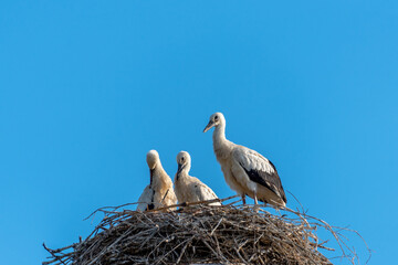 Grown-up stork chicks in a nest against a blue sky background.