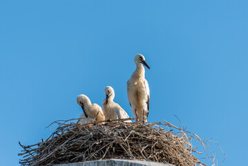 Grown-up stork chicks in a nest against a blue sky background.