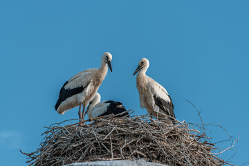 Grown-up stork chicks in a nest against a blue sky background.