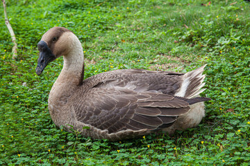 gray goose on the green lawn in country farm