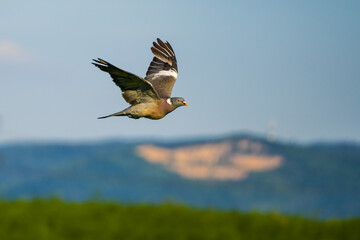 Pigeon flying over landscape with hills and trees on blue sky background